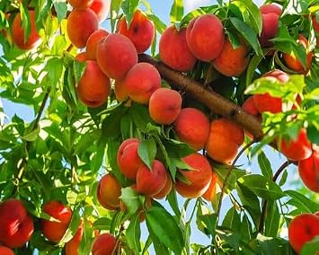 25pcs Dwarf Peach Fruit Tree,Pink
