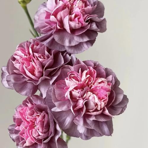 Semi di chiodi di garofano, Semi di garofano dolce, per luoghi soleggiati resistenti per il giardino da balcone esotiche 800pcs