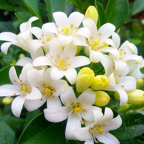 Amazon チューベローズ 月下香 夜来香 イエライシャン 庭で育った植物 チューベローズ球根 3 球根 花