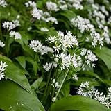 Graines de fleurs de Camassia 100pcs blanc