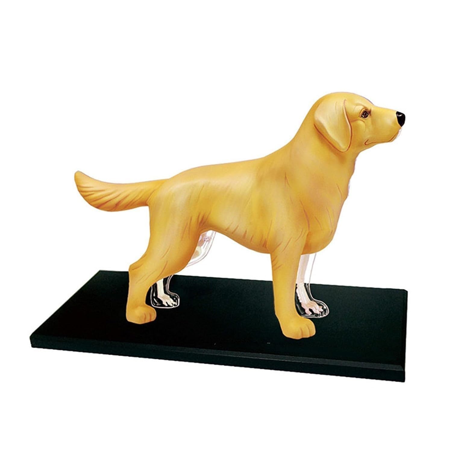 Modelo de anatomía canina 4D, kit de modelo de esqueleto animal de hueso de perro Golden Retriever, modelos de enseñanza de animales for enseñanza veterinaria en clínicas de mascotas.