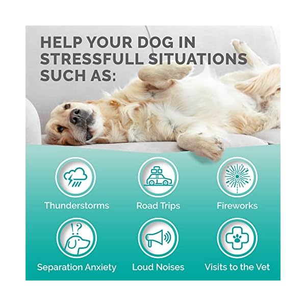 PREMIUM-CARE-Hemp-Calming-Chews-for-Dogs-Made-in-USA-Helps-with-Dog-Anxiety-Separation-Barking-Stress-Relief-93-oz-264g-120-count PREMIUM-CARE-Hemp-Calming-Chews-for-Dogs-Made-in-USA-Helps-with-Dog-Anxiety-Separation-Barking-Stress-Relief-93-oz-264g-120-count