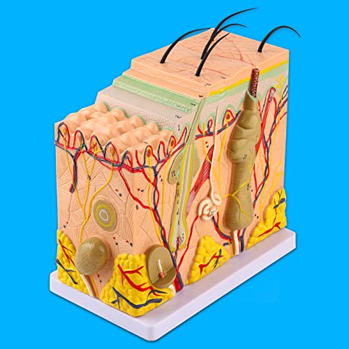 Image of JTLB 50X Three Dimensional Human Skin Magnified Model Anatomy Biology Teaching Aid Laboratory Supplies
