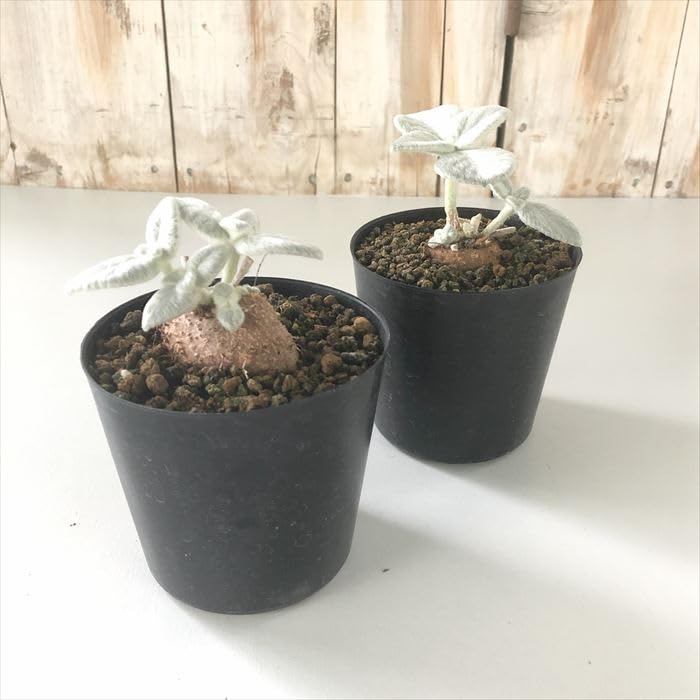 Amazon｜多肉植物 ca断崖の女王 シンニンギア レウコトリカ 多肉植物