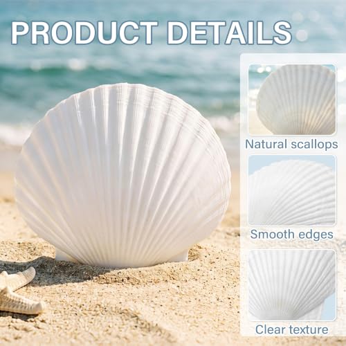 Image of Giftvest 20PCS Large Natural Seashells White Scallop Shells 4 inch-5 inch