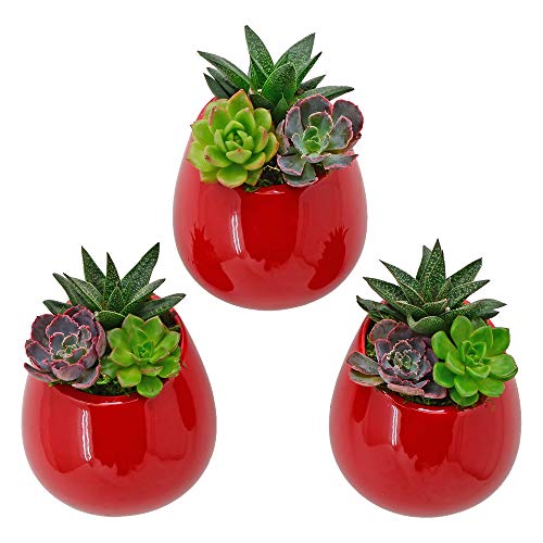 Arcadia Garden Products Wp26 Small Round Wall Planter 3-Pack-Red #TOP19