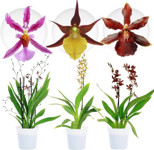 Piante Vere da Interno - 3 Orchidee Cambria Mix Pastello - Fiorite - Piante e Fiori Esclusivi dall'Olanda - Altezza 30-40 cm (Non artificiali, senza fertilizzanti e vaso, non semi)