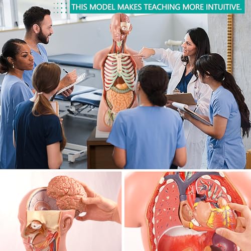 Image of NEW HORIZON 18-Part Premium Unisex Human Torso Model | Detailed Life-Size Human Body Model has 18 Removable Human Organs | Includes Detailed Product Manual,for Medical Student, Lab & Classroom Use