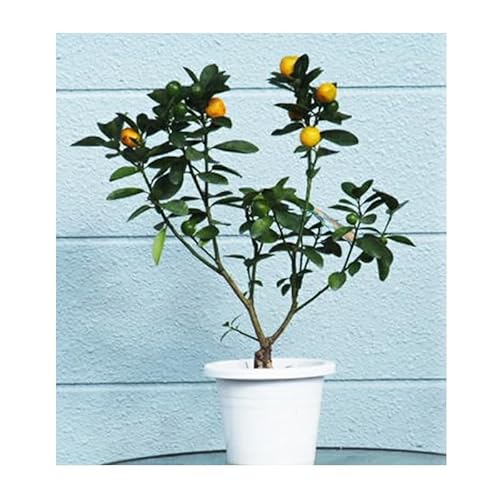 苗木 きんかん 大実金柑 キンカン 金柑 プラスティック鉢 植物 ガーデン インテリア