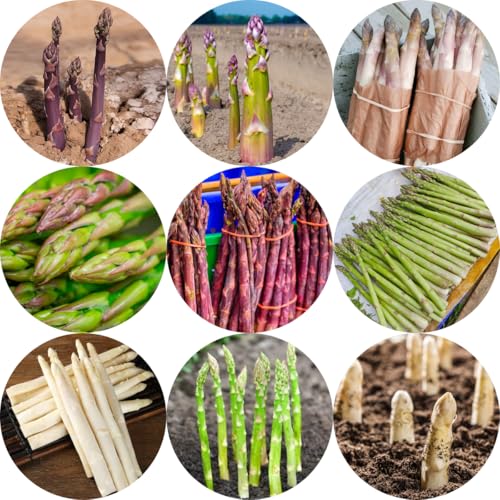 espárragos Camas elevadas el jardín semillas de espárragos Cultivo de trepadoras jardín, cobertura del suelo, resistentes, resistentes 850semillas