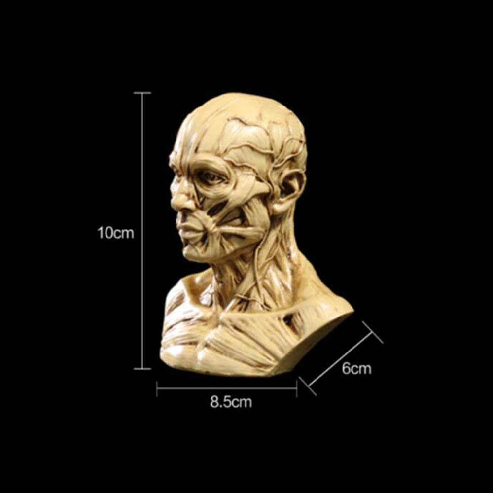 Modello Umano Anatomia Scientifica Cranio Testa Muscolo Osso Arte Medica Modello di Disegno Medico per La Scuola