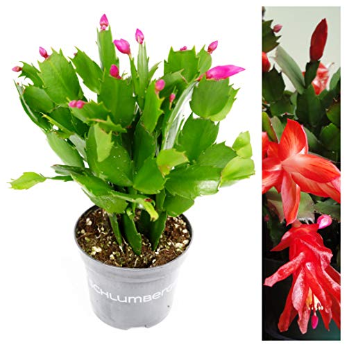 Carbeth Plants Christmas Cactus in 10cm Pot - Schlumbergera Red Flower - Easy Care Indoor Festive Houseplant - Winter Blooming Plant Perfect for Gifting