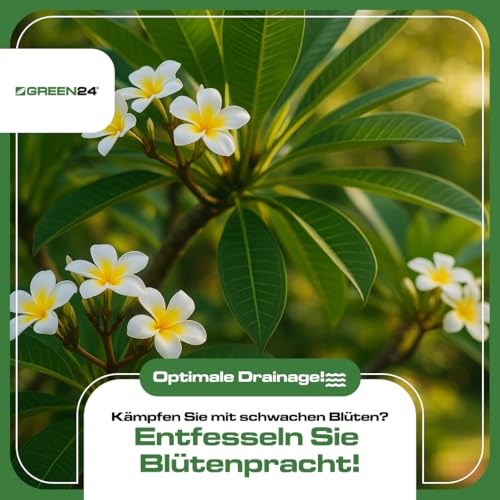 GREEN24 Frangipani Dünger - Spezialdünger für Plumeria Tempelbaum Frangipane - Tropische Blütenpflanzen Kübelpflanzen Duftpflanzen NPK Flüssigdünger 250ml Konzentrat - Phosphatbetonte Blüten-Formel