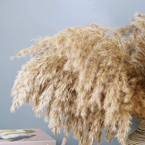 Pampas Grass Large Tall Fluffy Pampas Grass Brown Dry Pompous miniatura 5
