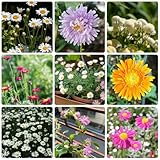 Semi di piretro, serre da balcone Piretro Cinerariifolium, semi di rare resistenti per il giardino da esterno resistenti 350pcs