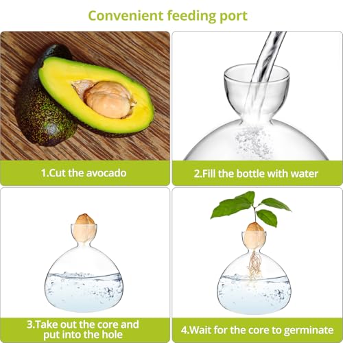QWORK Glass Avocado Seed Vase, 2 Pack, Tapered Base, 36ozourced Hydroponics Plant Container