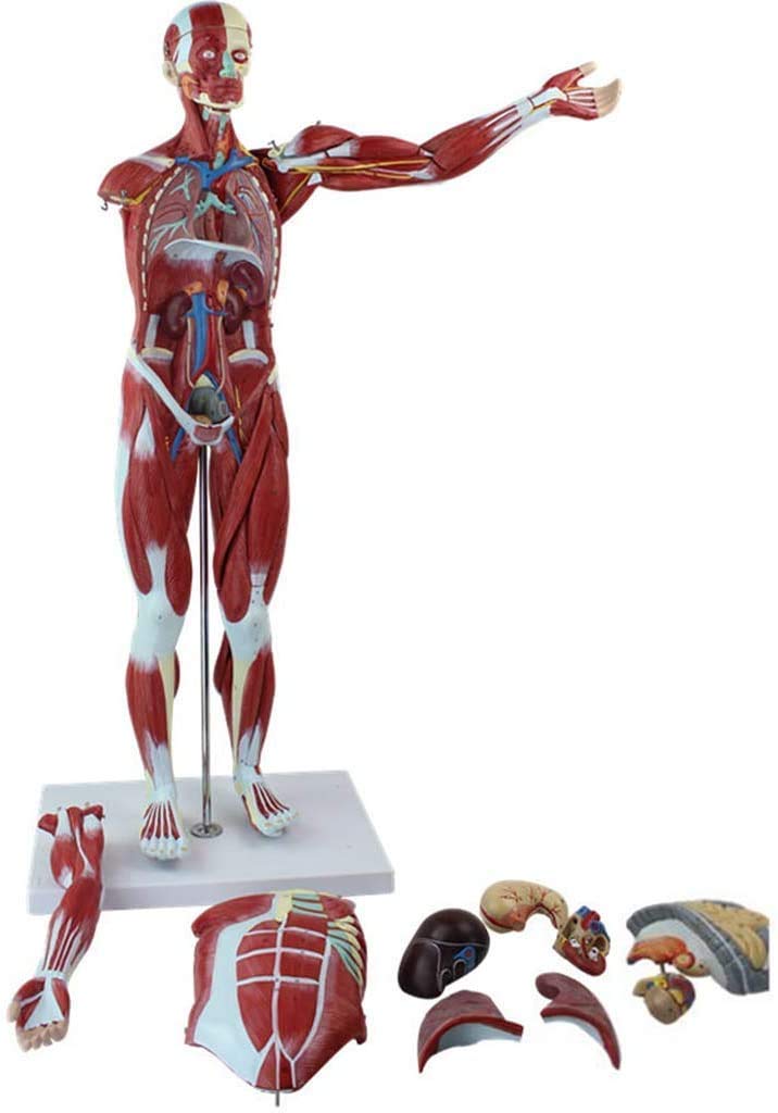 人体解剖学 人体解剖学図譜集