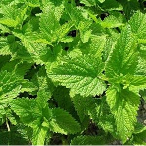 LEMON BALM (Melissa Officinalis) 150 seeds