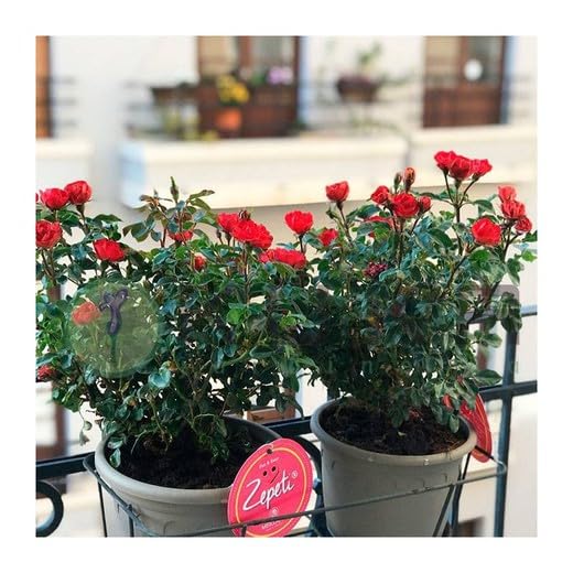 Flores Frescas Rosal Mini Zepeti, Planta, Rojo Intenso   Ideal para Exteriores, Floración Abundante y Continua Durante Todo el Año