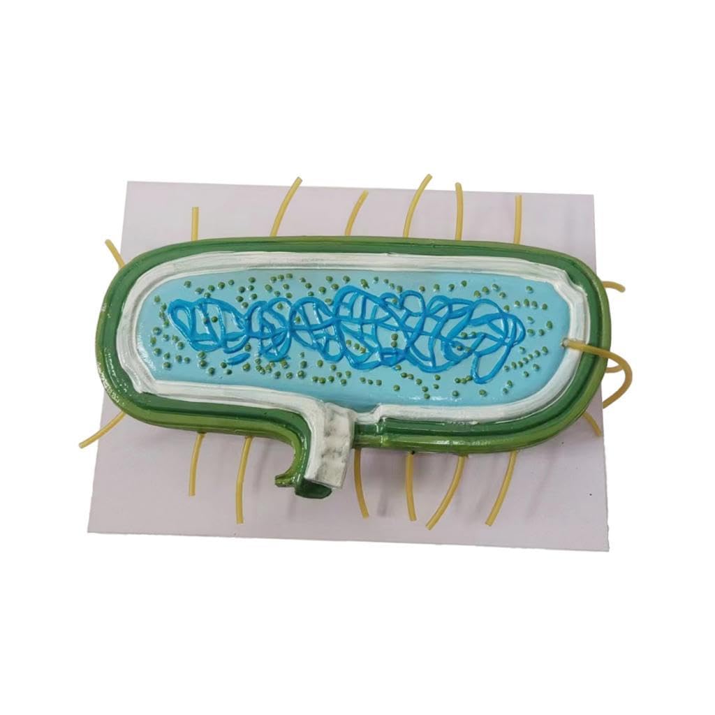 Modelo Bacteriano de Citoplasmática: Modelo Ampliado para Profesores.