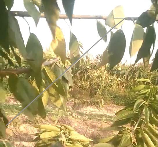 Herramienta para extender ramas de árboles frutales 50 piezas miniatura 6