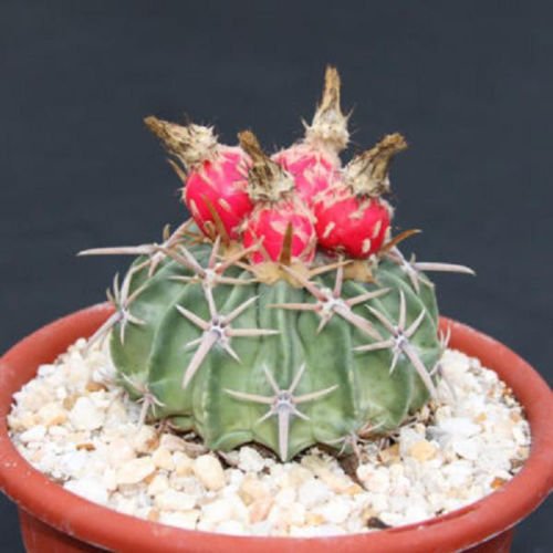 Echinocactus texensis Horse crippler ferocactus cacti rare cactus seed 30