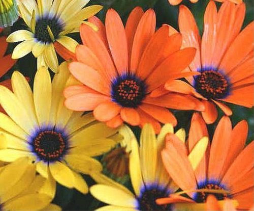 African Daisy Mix- 50 Seeds African Daisy Mix- 50 Seeds