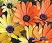 African Daisy Mix- 50 Seeds