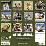 Willow Creek Press, Kalendarz ścienny Animal Antics 2027