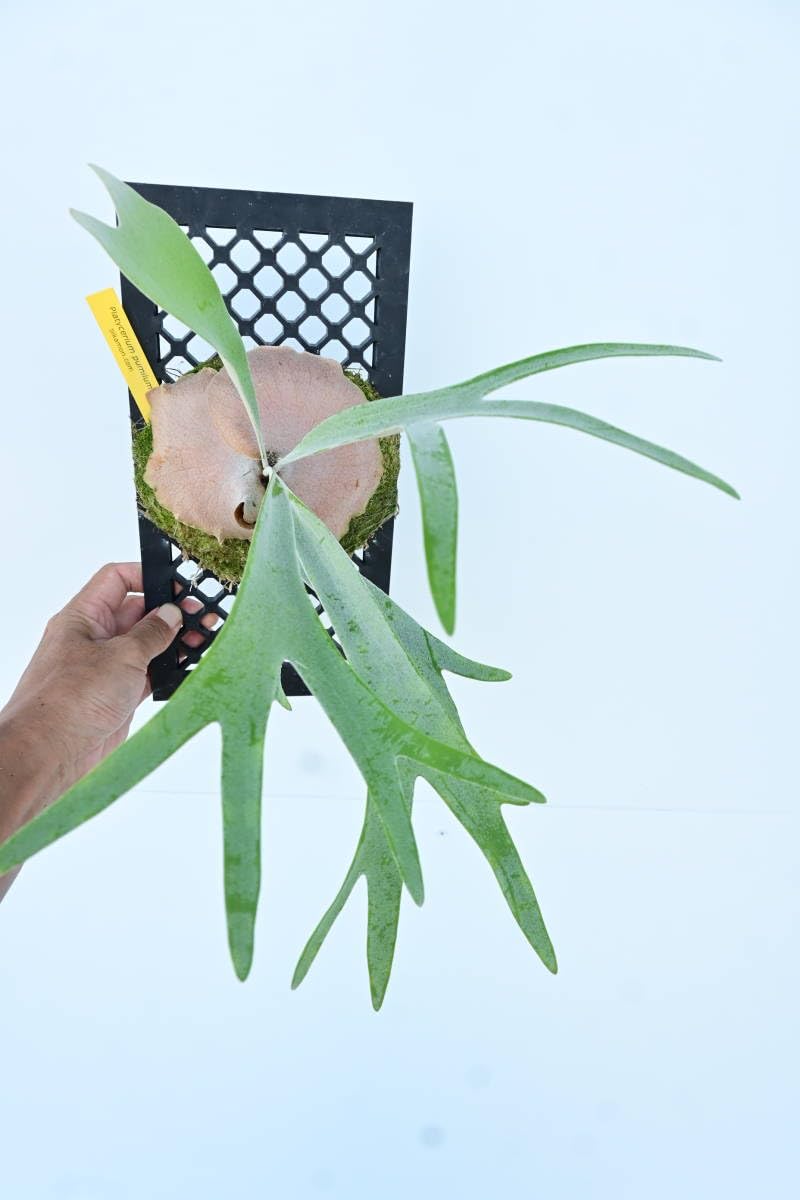 Amazon.co.jp: P.pumilum @bikamori.com ビカクシダ プミルム : ホーム