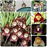 Diese Pflanzensamen können Ihren Garten verschönern und einzigartig machen. Wenn Sie seltsame Pflanzen brauchen, habe ich seltene Pflanzensamen in meinem Laden.