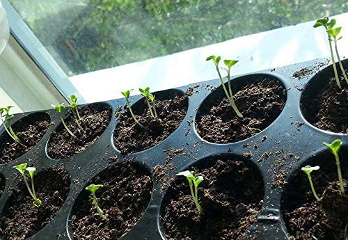 Italienisches Kräuterpaket mit 5 Kräutern/Oregano, Basilikum, Petersilie, Thymian, Majoran / 250 Samen/Ideal für die Fensterbank/der eigene Kräutergarten/Kräutertöpfe - Image 6