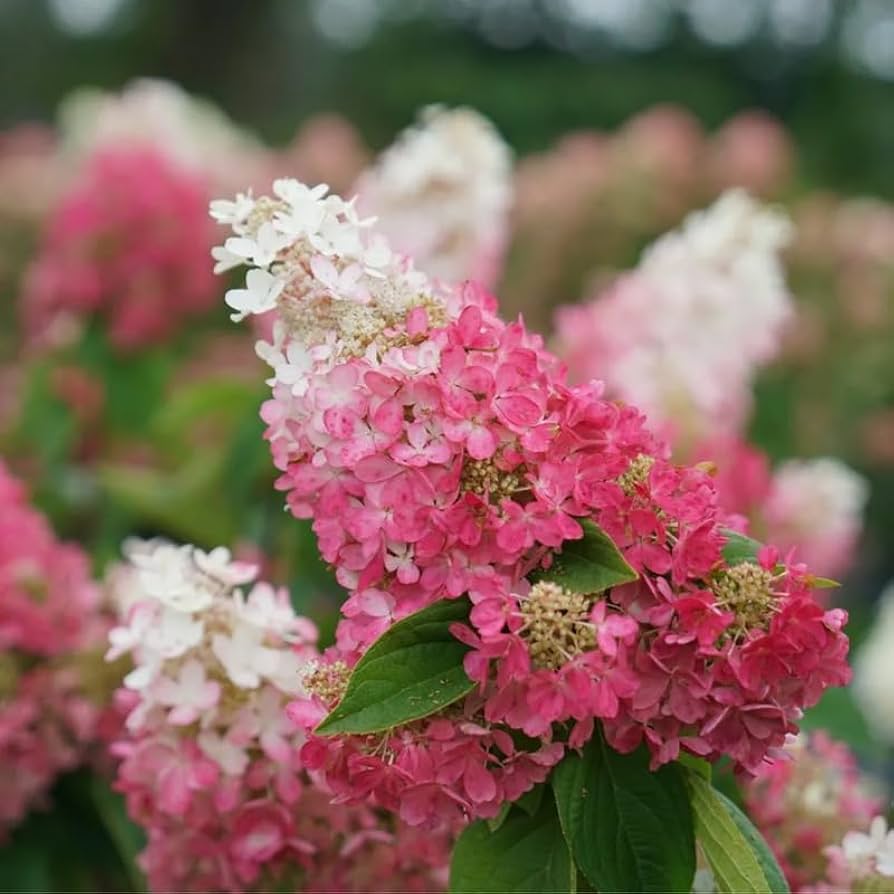 Amazon.com : Pink Hydrangea Plant Live for Planting, 6-12
