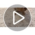 Washable Rugs 5x7 Area Rugs for Living Room,Rugs for Bedroom, Large Carpets,Ultra Soft Faux Wool Retro Dining Room Rug,Non Slip&Non-Shedding Low Pile Vintage Print Rug for Home Office Decor
