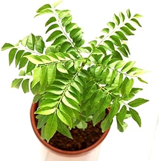 Curry Pata/Kadi Patta Live Plant with Pot | Authentic Curry Leaf Tree for Home Cooking | Fresh Herb Podha for Culinary Use | Pack of 1 | for Indoor & Outdoor Gardening