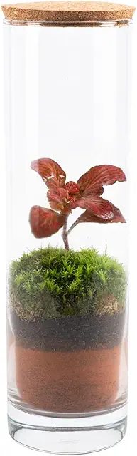 Ecodecs - Terrario plantas naturales de Interior, Ecosistema Cerrado con musgo natural vivo, Jardin Eterno, Mini Invernadero, Macetas decorativas - ECOTERRA (EcoTerra Slim)