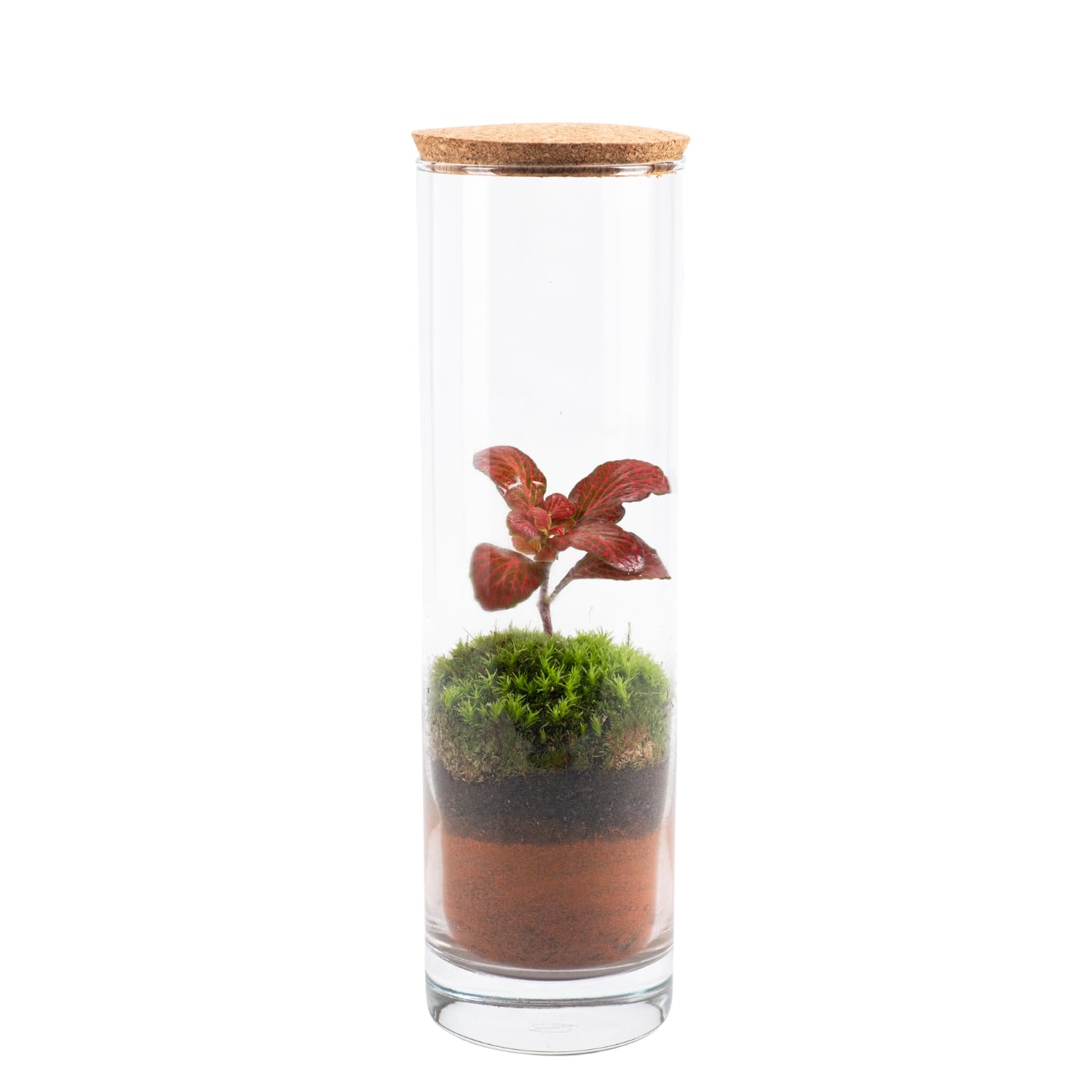 Ecodecs - Terrario plantas naturales de Interior, Ecosistema Cerrado con musgo natural vivo, Jardin Eterno, Mini Invernadero, Macetas decorativas - ECOTERRA (EcoTerra Slim)