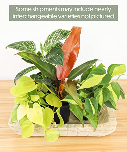Real Philodendron Plant Variety Pack (Includes 4 Live Plants) in 4.25\" Grower Pots, Easy to Grow Air Purifying Philodendrons, Seasonal Surprise Box, Easy & Popular Houseplants by Plants for Pets - Thumbnail 6