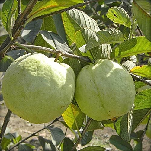 Original Dwarf Varieties 1 Kg Guava Size: 1.5-2 Ft Live Plant (Hybrid, Pack Of 1) (B0CXMBY6TR) Amazon Price History, Amazon Price Tracker