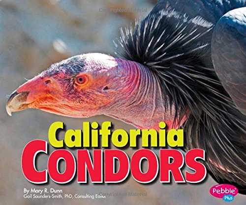 California Condors (Birds of Prey)