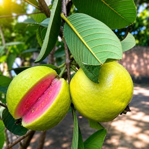 Image of Taiwan Pink Guava, Rare Dwarf Variety, Grafted Live Plant Short Time Fruit,Pack of 1