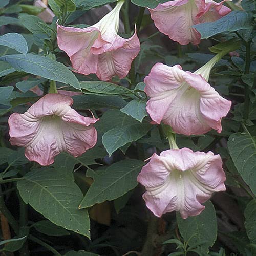 South American Angel's Trumpets Or Pink Datura/Gulabi Dhatoora Phool Angel's trumpets Hybrid - 1 Healthy Live Decorative Flowering Plant 1.5 Ft Height in Nursery Grow Bag for Home Garden