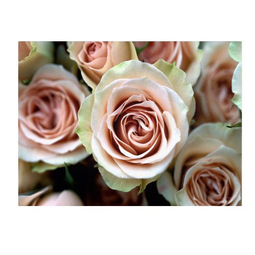 Trademark Fine Art Pale Pink Roses by Kathy Yates Canvas Artwork, 30 by 47-Inch