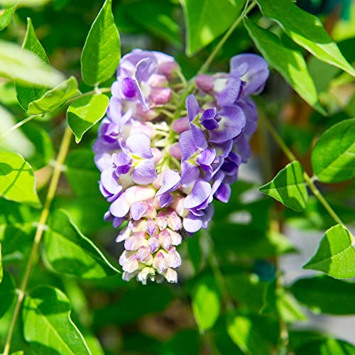 Perfect Plants Amethyst Falls Wisteria Vine 1 Gallon | Live Shrub For Outdoor Planting | Fast Growing Vines For Trellis Or Fence | Beautiful Purple Flowers During Spring & Summer #TOP4