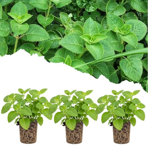 Set 3 Live Cuban Oregano Plants Fragrant Cuban Herb Plants 4-7 Inches Tall Ready for Growing