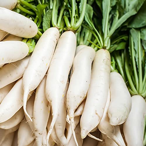 Outsidepride Daikon Radish Aka Chinese, Japanese, Or Oriental Radish Cover Crop Seed - 5 Lbs #TOP2