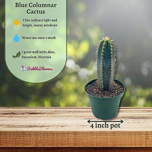 Blue Columnar Cactus, Pilosocereus Pachycladus Cacti, Column Cactus, Blue Torch Cactus, Woolly Torch Cactus, In 4 Inch Pot #TOP2