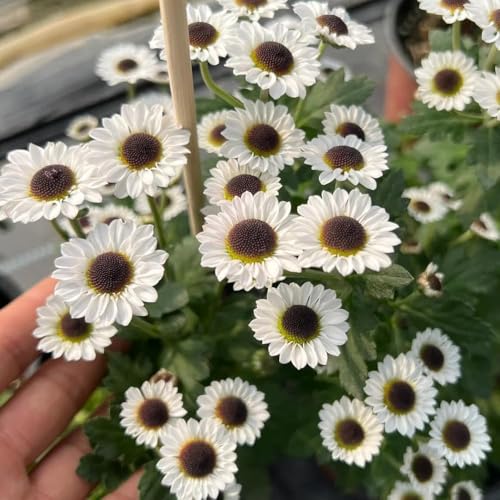 500 piezas semillas de margarita organicas semillas de margarita decoración exóticas resistentes, decorativas,