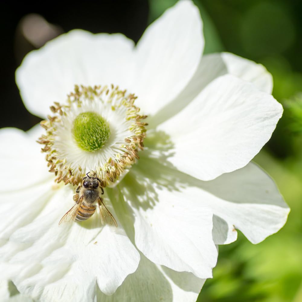bulbi/anemone balcone di letto rialzato balcone Aiuole rialzate 30Rhizome