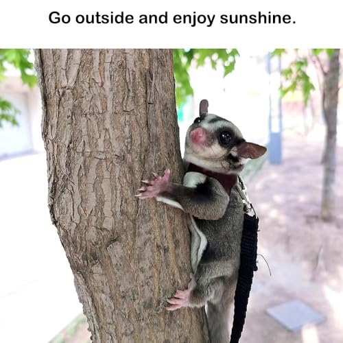 Image of 3+1 Sugar Gliders Harness Leash Set with Carrier Carry Carrying Bag Pounch Training Walking Gear Traction Rope Strap Small Animal Leash for Hamster Lizards Dragon Squirrels Rats